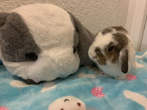 Chonky Bunny Plush Toy (4 COLORS)